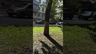 Что за грибочки, прямо в центре Ульяновска? 🍄🏫🌳