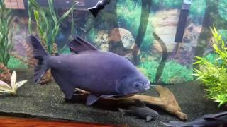 Pacu fish in his new 125 gallon tank