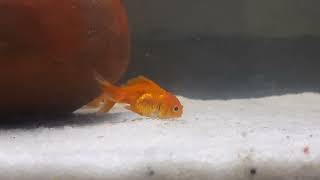 Beauty of Goldfish | UltraHD Aquarium Relaxing | Super beautiful goldfish #goldfish #fishtanksetup