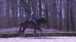 Unghesten på hjælperne – galop trav overgange /The young horse on the aids - canter trot transitions