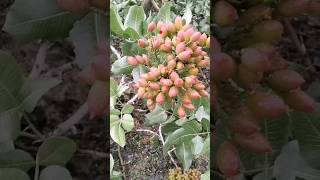 #pistachio #pistacchiodibronte #sanbiagioplatani #agricoltura #agriculture #farm