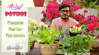 Pothos Plant Care | Money plant Varieties |  Home Gardening Ideas | Samskara