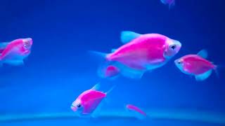 purple Glo tetra #glofish