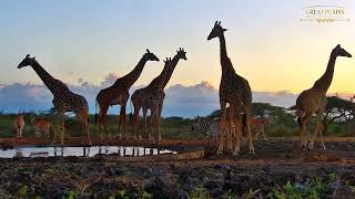 African sunset with giraffe and zebras | Great Plains Conservation