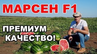 АРБУЗ МАРСЕН F1. ПРЕМИУМ КАЧЕСТВО!