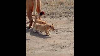 Lion cubs playing with mother Lioness