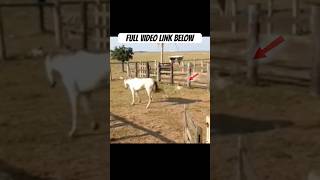 Horse attack on Hen #animals #shorts