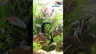 Son günler... #akvaryum #aquariumhobby #aquarium #aquascape #fishtank #aquascaping #fish