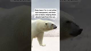 Amazing facts about Polar bear | Polar Bear facts | Facts about polar bear #viralshorts #shorts