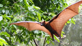 Letouni - netopýři a létající lišky kaloni v zoo Jihlava | Airplanes - bats and flying foxes