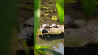 cute animals. turtles. милые черепашки.