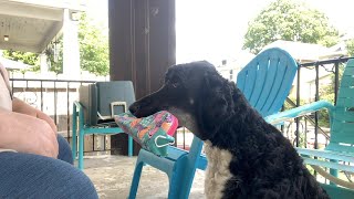 Service dog in training learns to hold items