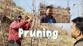 pruning start at my orchard please watch...#kotkhai #shimla #himachal