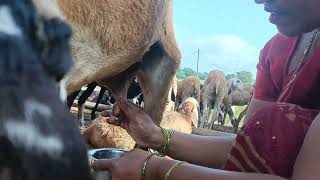 Sheep milking by hands 😍