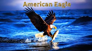 Why the Bald Eagle National Animal of the USA? #viralvideo #baldeagle #birds #america #usa #eagles