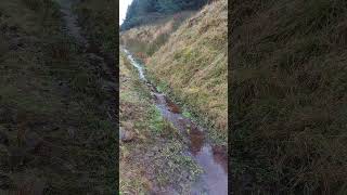 Lennox Forest in The Campsie Fells #dogwalking #scotland #hiking