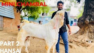 Mini Chmbal Ke Kubsurat Goat Or Yaha ka Shokh Part-2 Yashfeen Khan अच्छी क्वालिटी की बकरिया