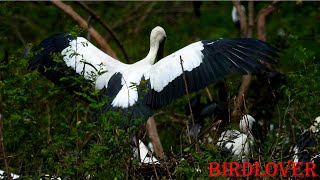 The city of cranes ,they're live in the Avian development zone Cambodia 💕❤️😍🐦‍⬛🦤🕊️