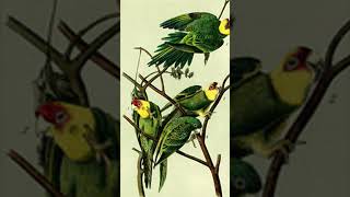 What happened to the Carolina parakeet?