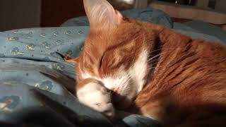 Sleeping ginger cat