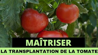 Voici comment planter des TOMATES pour des récoltes abondantes #tomates