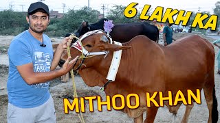 Mithoo khan Bail Ka Soda Ho Gaya 😍 BAKRA EID | COW VLOG 2023 🥰