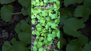 Brahmi (thimare)Home garden #shorts #bhusanurcooking