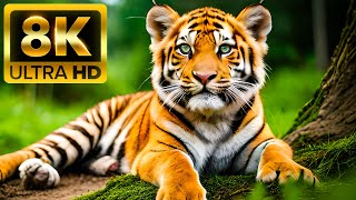 Tiger King Forest - 8k (60fps) Ultra HD - со звуками природы (красочно динамичным)