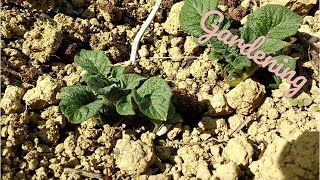 Growing potatoes for the first time!