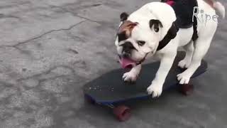 Skaters dogs - RIPE CHANNEL