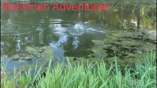 Bassman Adventures Season 3 Episode 27:  Pond Fishing with a Weightless Wacky Worm!