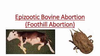 Epizootic Bovine Abortion(EBA)