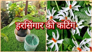 परिजात की कटिंग कैसे लगाएं? parijat plant care for flowering .