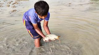 Amazing Fishing | Traditional Little Boy Catching Fish By Hand | Catching Fish In rice  field