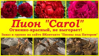 Пион "Carol". Огненно-красный, не выгорает! Можно заказать в группе  ВКонтакте "Пионы под Питером".