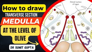 Transverse Section of Medulla || T.S of Medulla at olive