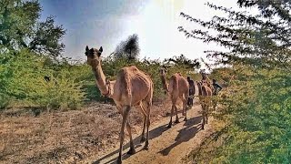 Camels coming back from jungle. #jungle #viralvideo #camels #trending #utube #desertcamel