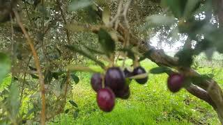 Zeytin bahçesi toprak işleme 3