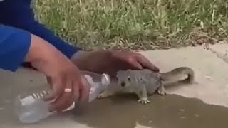 SQUIRREL🐿️ DRINKING WATER FROM A BOTTLE | 👍ANIMALS