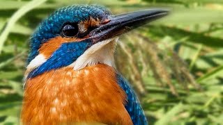 Сказочно красиво окрашенная птица. Зимородок. A fabulously beautifully colored bird. Kingfisher.