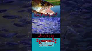 Machli Ki Zuban Kyun Nhin Hoti?Wonderful Facts Disclosed about Fish.#zuban #machli #wonderful