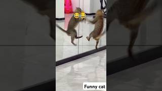 Funny cat #funny #everyone #cat #italy #india #1millionviewers #ytshorts #short #subscribe #ytviral