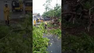 Watch As LASTMA Officials Cut Big Tree That Fell, Blocked Road After Heavy Rain