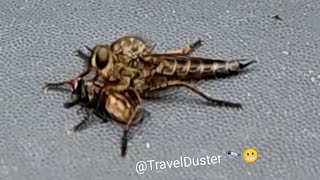 Qué bicho es este? 👽 tiene una mosca apresada #MoscaAsesina #Asilidae es? #wwf #biology #predator