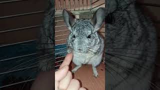 #Шиншилла 🐰/ #chinchilla /#funnypets / #животные / #shorts