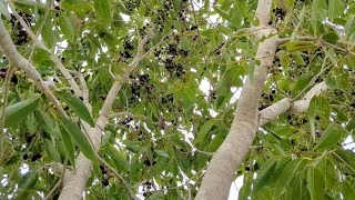 jamun fruits | నేరేడు పండ్లు|అల్ల నేరేడుపండ్లు| best tourist spots@VwithNature