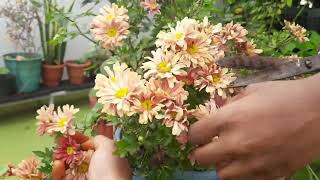 maadithottam/Chrysanthemum plant care /சாமந்தி பராமரித்து வளர்க(the next season)செவத்தி செடி