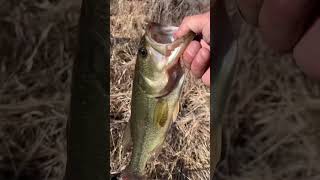 The switch up for early spring bass fishing#FishingColorado #FishingDowntownDenver #BassFishing#