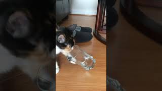 Cat and purrfectly-balanced glass