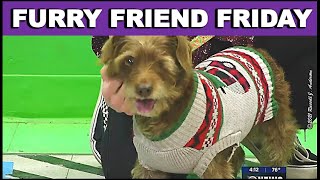 FURRY FRIEND FRIDAY PET OF THE WEEK MEET JACK